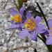 Vellozia caruncularis - Photo (c) Mauricio Mercadante, algunos derechos reservados (CC BY-NC-SA)