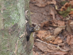 Tetragonisca angustula