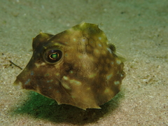 Triangular Boxfish photo 2