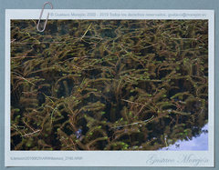 Myriophyllum quitense