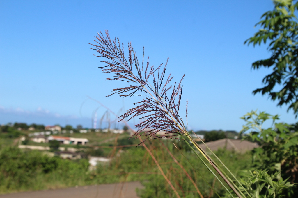 Chrysopogon zizanioides; photograph author not stated, no rights reserved