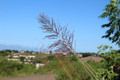 Vetiver (Chrysopogon zizanioides)