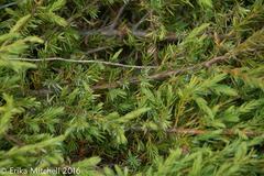 Juniperus communis depressa