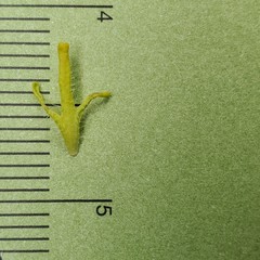 Cordylanthus rigidus rigidus