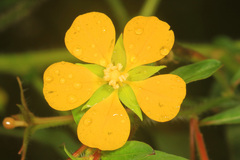 Ludwigia alternifolia
