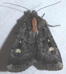 Abagrotis mirabilis