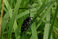 Anoplophora chinensis