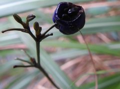 Dianella ensifolia