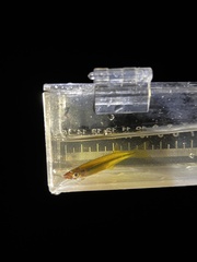 Golden Silverside photo 3