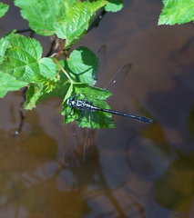 Stenogomphurus rogersi