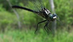 Stenogomphurus rogersi