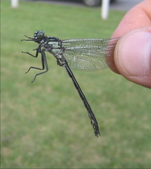 Stenogomphurus rogersi