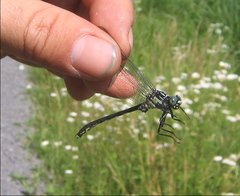 Stenogomphurus rogersi