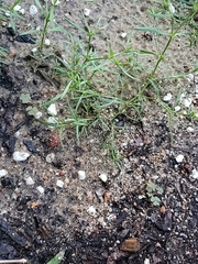 Polypremum procumbens