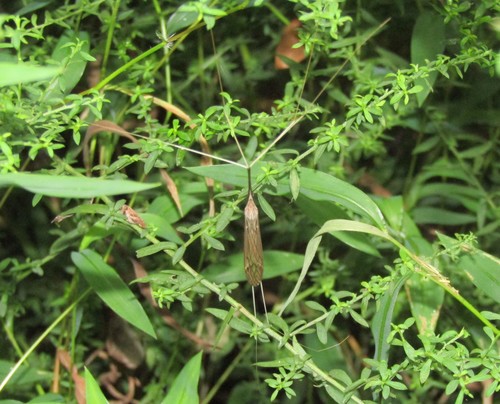 Brachypremna dispellens photo 5