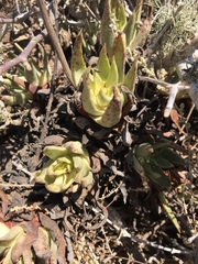 Dudleya cultrata