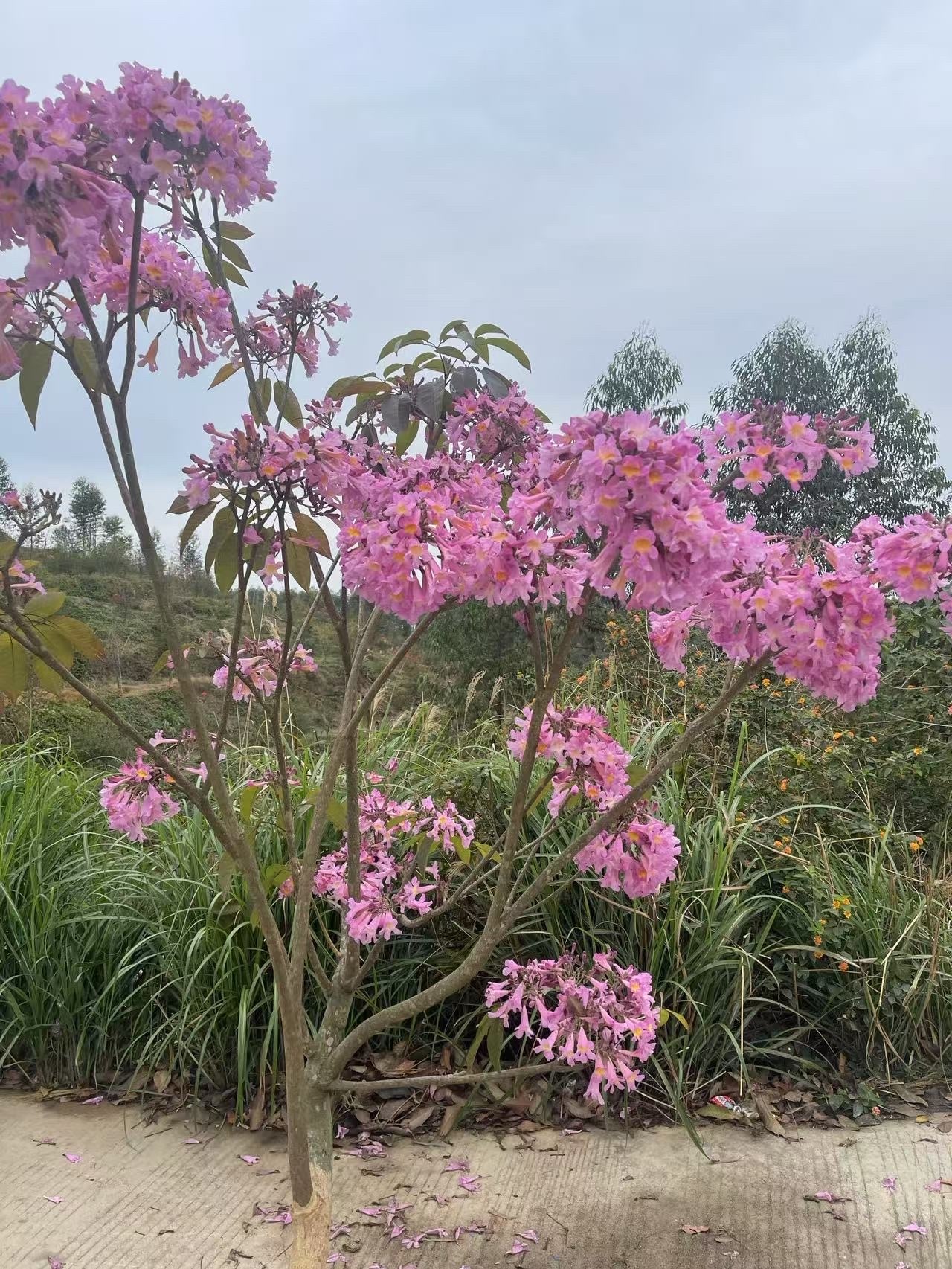 Imagem de Ipê-roxo