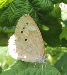 Lethe eurydice