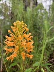 Platanthera chapmanii