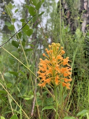 Platanthera chapmanii