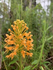 Platanthera chapmanii