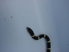 Rhinocheilus antonii