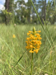 Platanthera integra