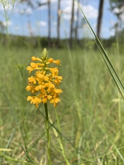 Platanthera integra