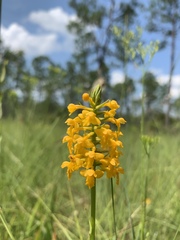 Platanthera integra