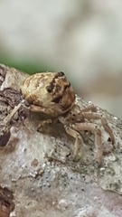Hyptiotes