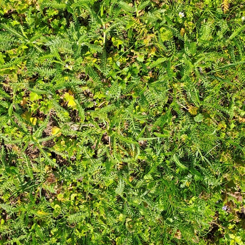 Foto de Mil-folhas