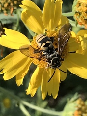 Triepeolus kathrynae