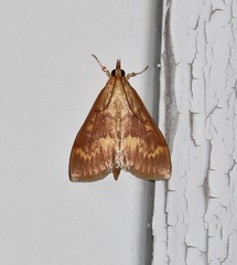Ostrinia nubilalis