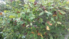 Amelanchier stolonifera