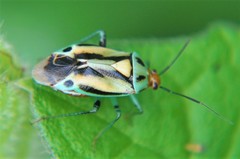 Poecilocapsus nigriger