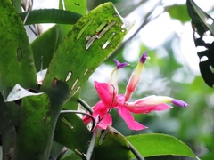 Billbergia euphemiae