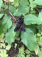 Sambucus racemosa melanocarpa
