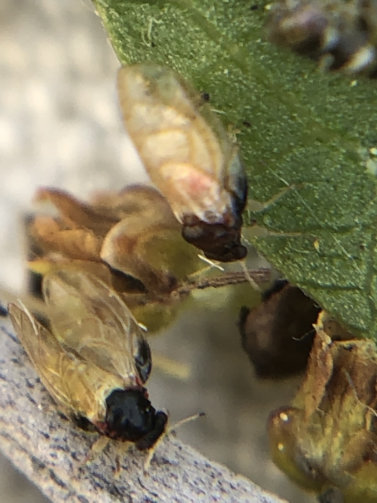 Calophya triozomima