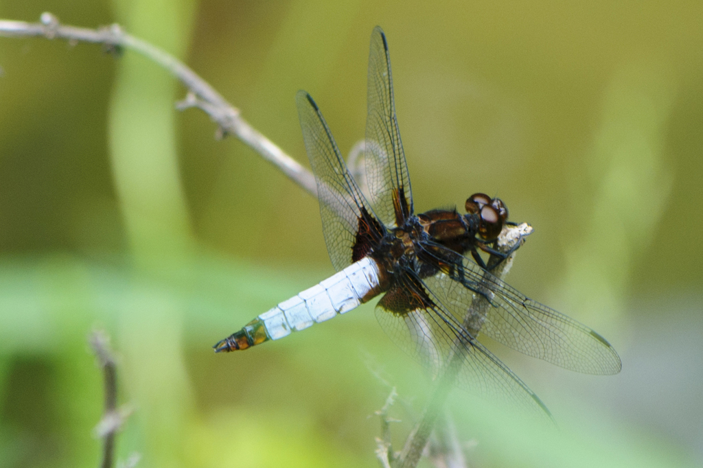 Libellula melli