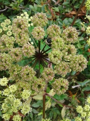 Angelica triquinata
