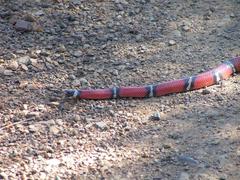 Lampropeltis polyzona
