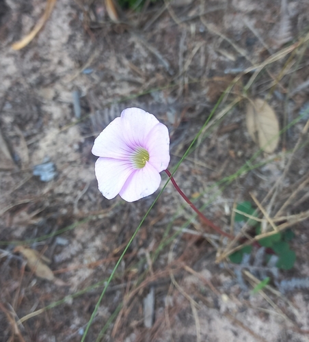 Image of Alternating Sorrel (Oxalis commutata) by (c) Wilhelm van Zyl, some rights reserved (CC BY-SA)