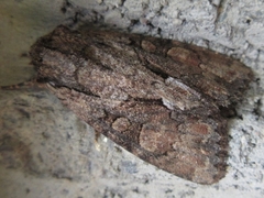 Mamestra brassicae