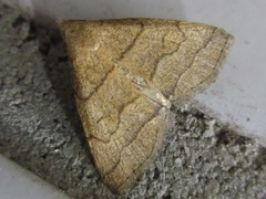 Zanclognatha triplex