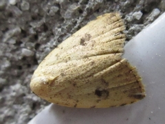 Anachrostis nigripunctalis