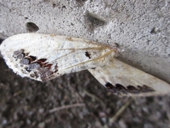 Phalera flavescens