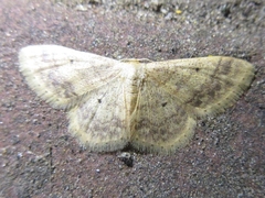 Idaea biselata