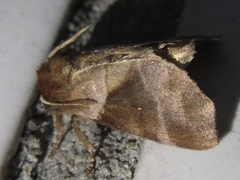 Gonoclostera timoniorum