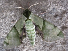 Callambulyx tatarinovii