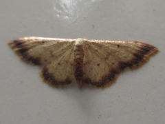 Idaea impexa